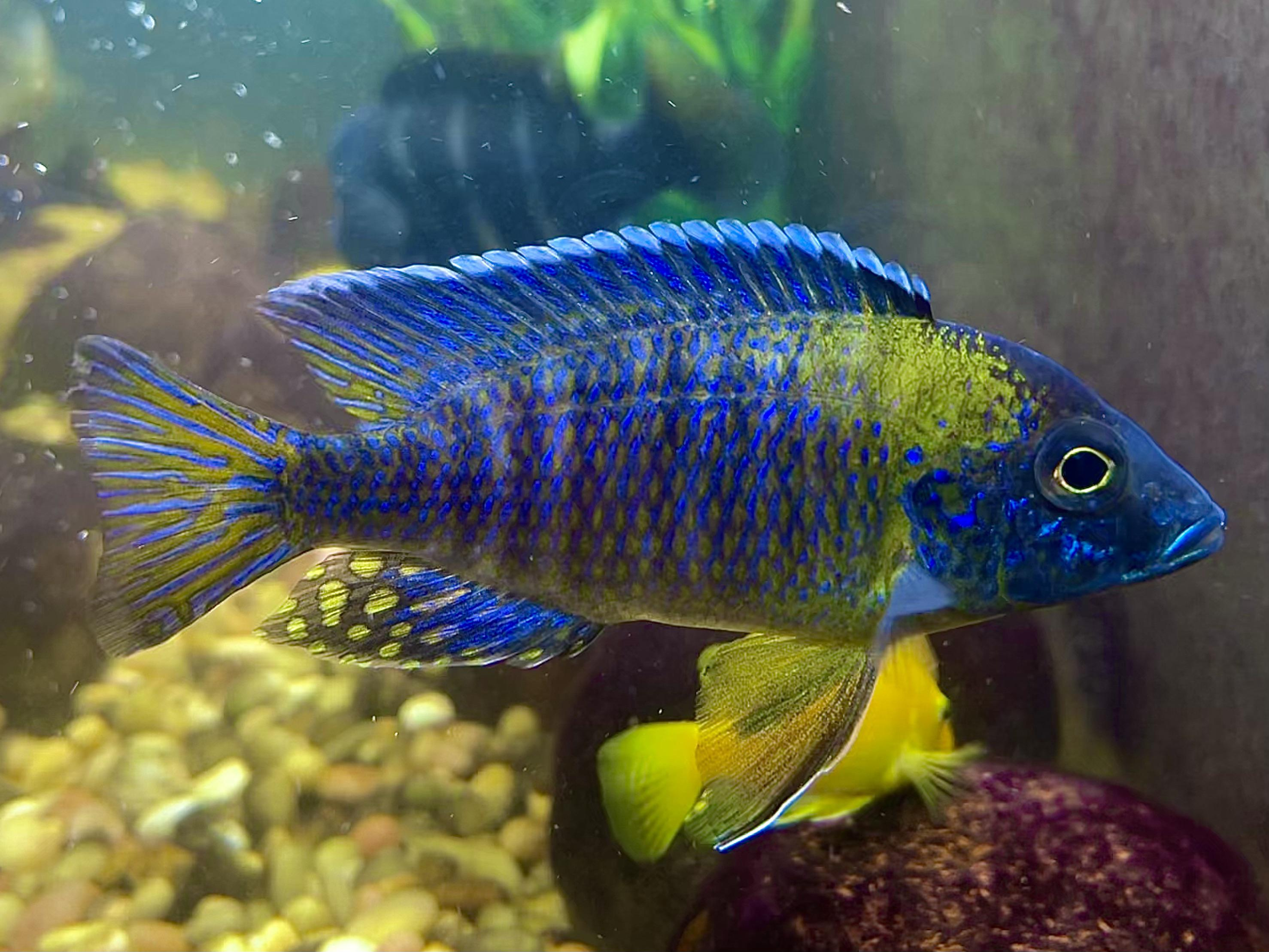 Image of Aulonocara stuartgranti