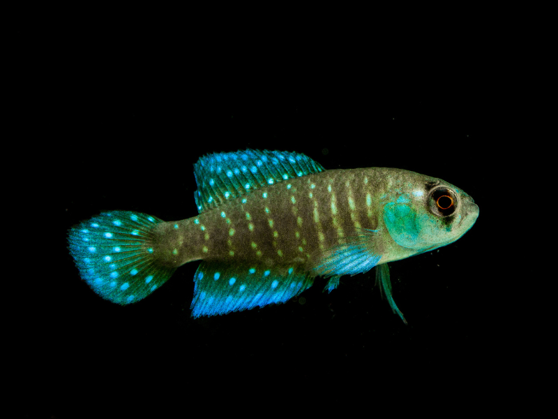 Image of Austrolebias affinis