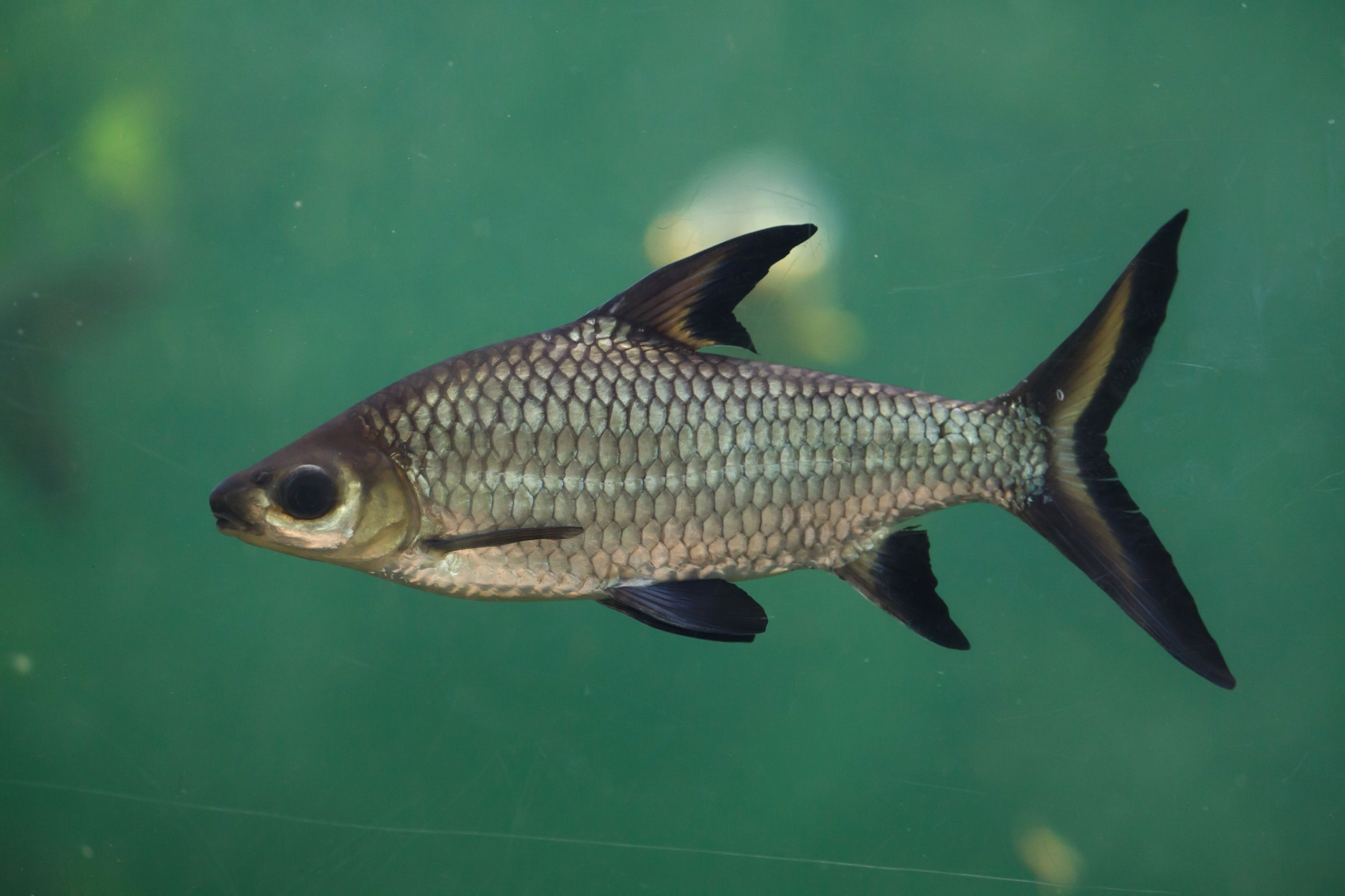 Image of Balantiocheilos melanopterus