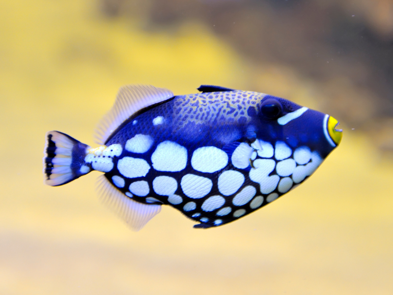 Image of Balistoides conspicillum