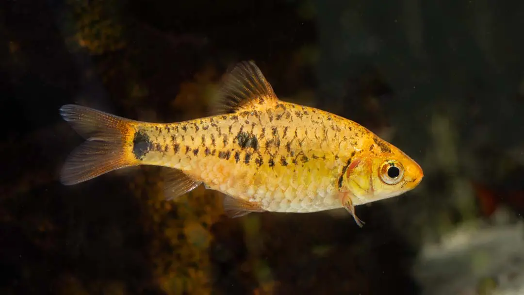 Image of Barbodes semifasciolatus