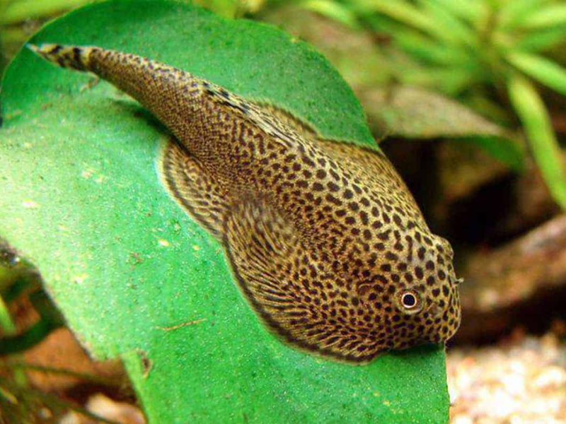 Image of Beaufortia kweichowensis