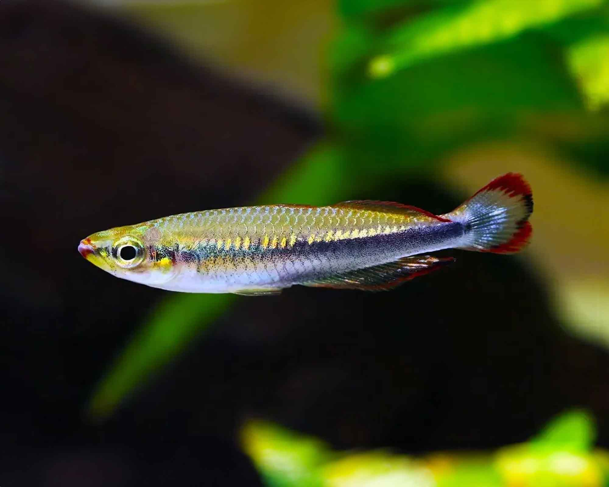 Image of Bedotia madagascariensis