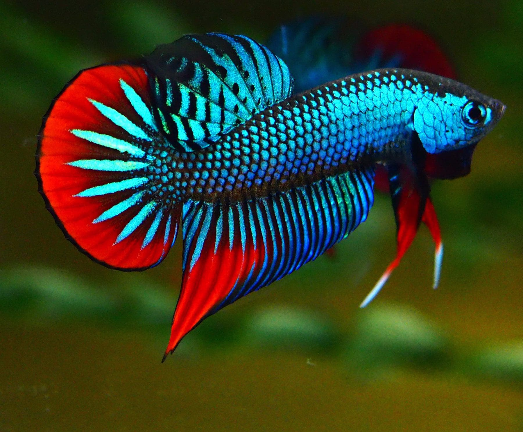 Image of Betta imbellis