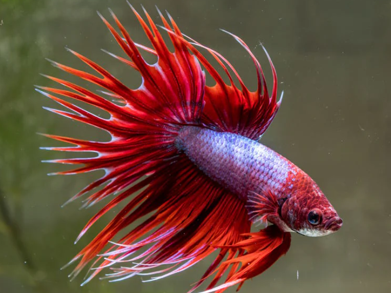 Crowntail Crowntail