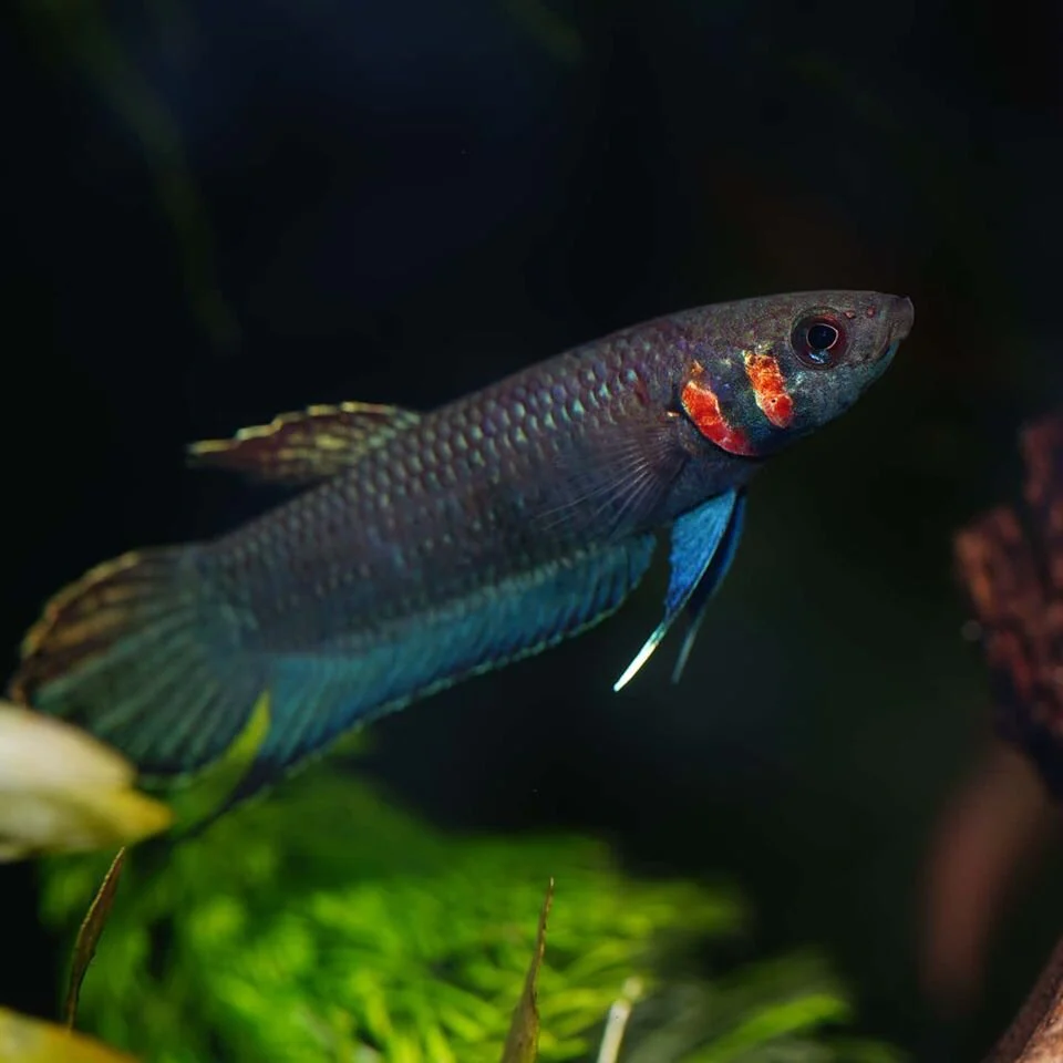 Image of Betta strohi