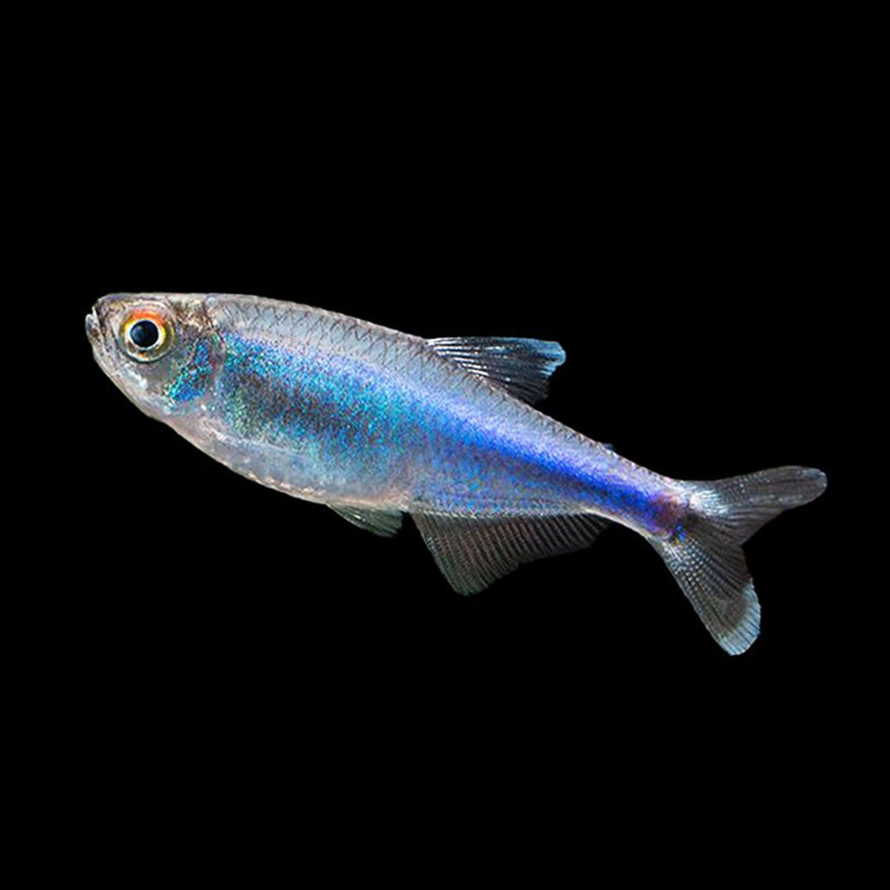 Image of Boehlkea fredcochui