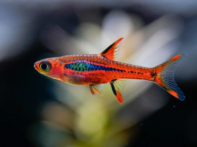 Image of Boraras briggitae