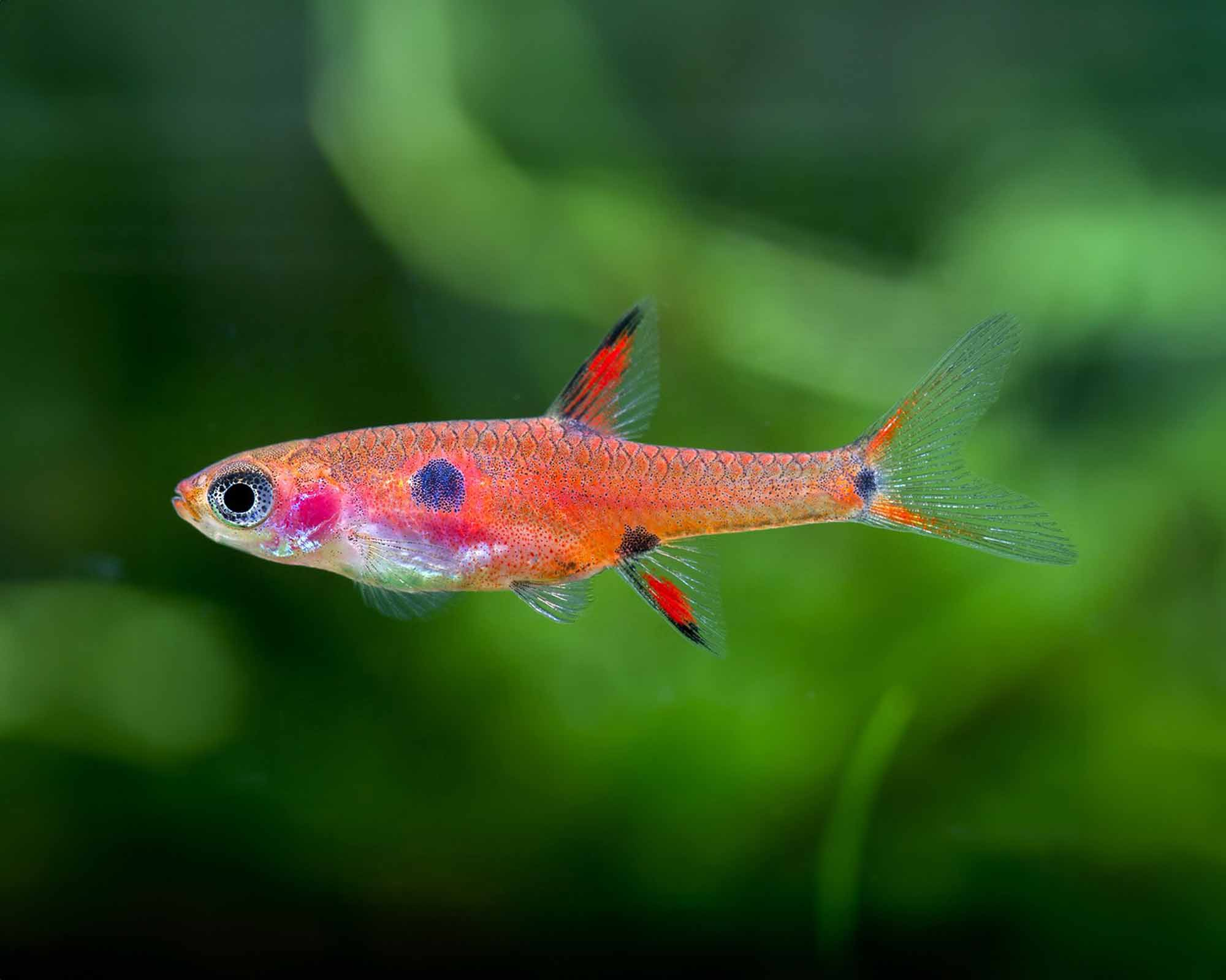 Image of Boraras maculatus