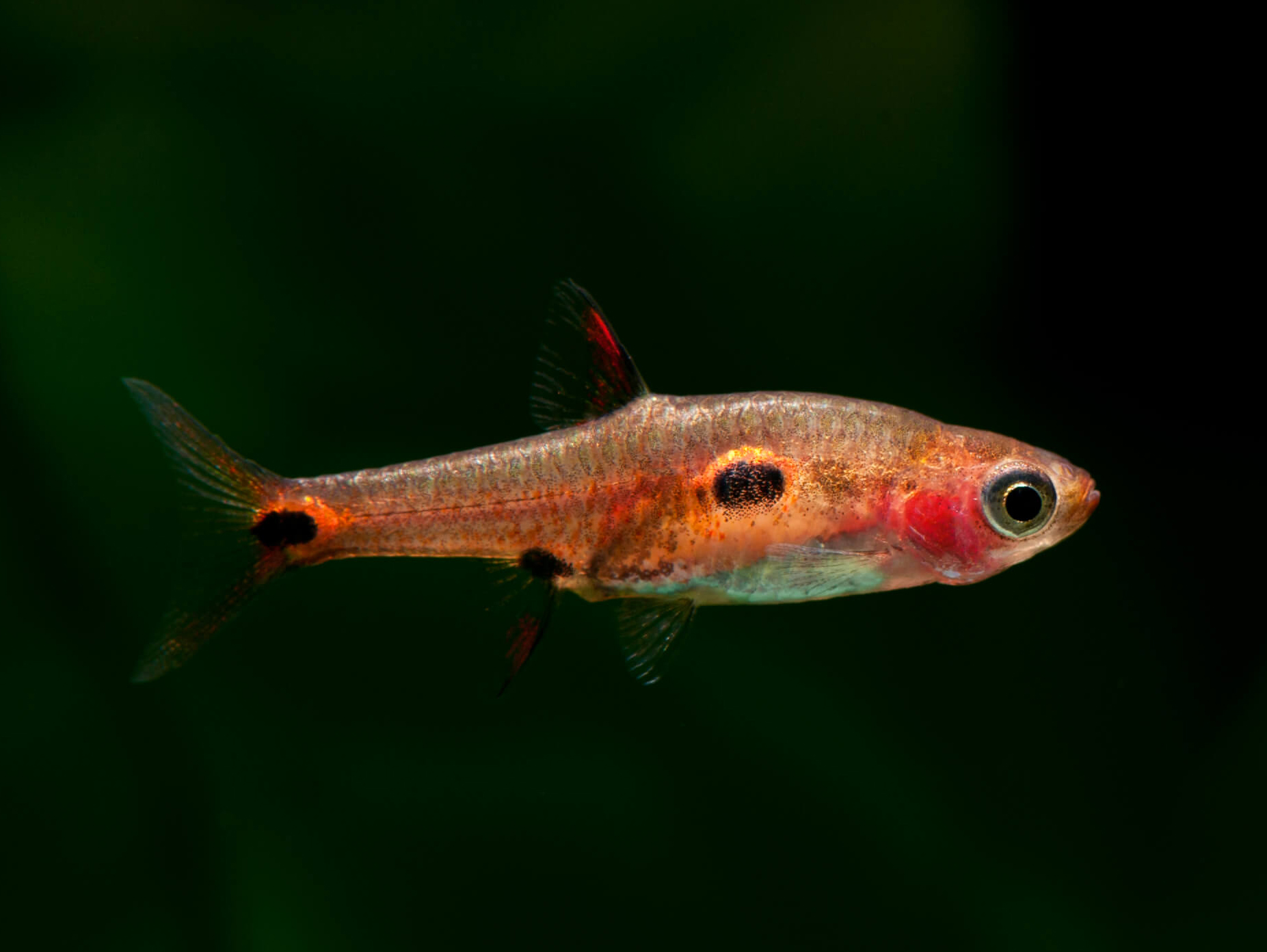 Image of Boraras naevus
