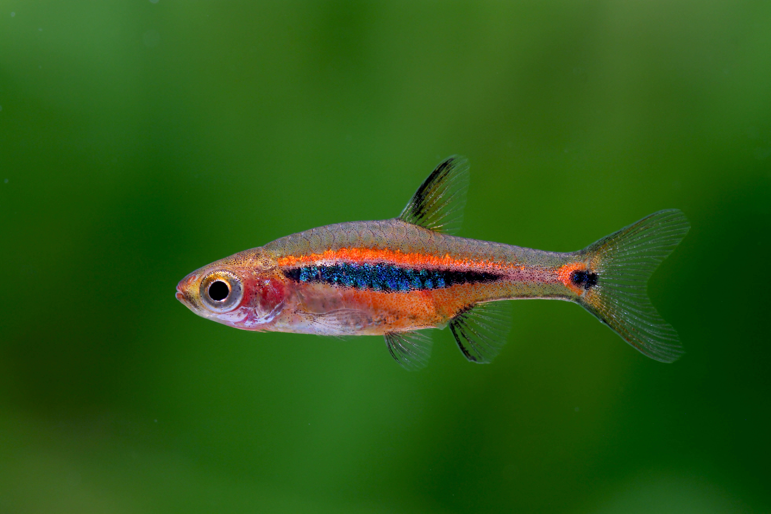 Image of Boraras urophthalmoides