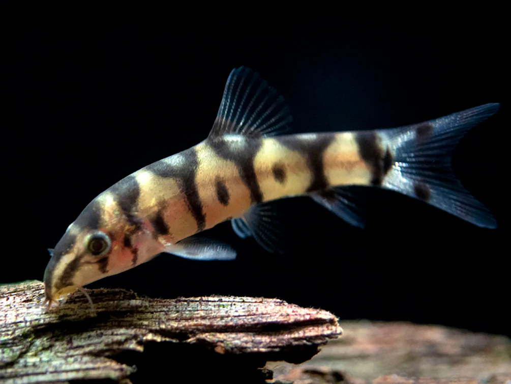 Image of Botia almorhae