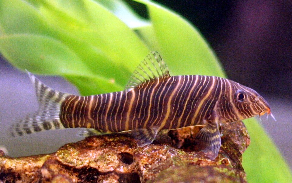 Image of Botia striata