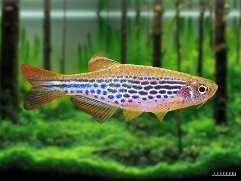 Image of Brachydanio kyathit Image of Brachydanio kyathit