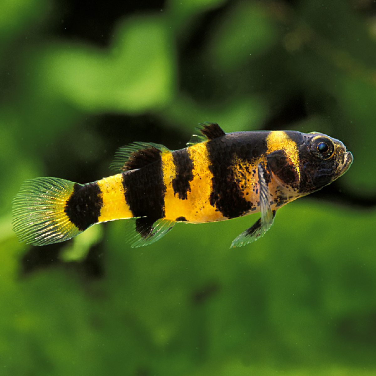 Image of Brachygobius doriae