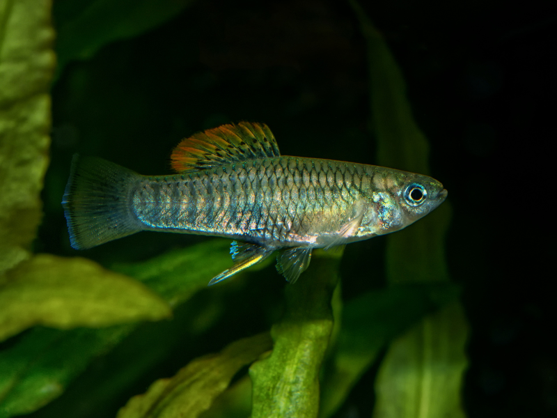 Image of Brachyrhaphis roseni