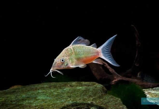 Image of Brochis splendens