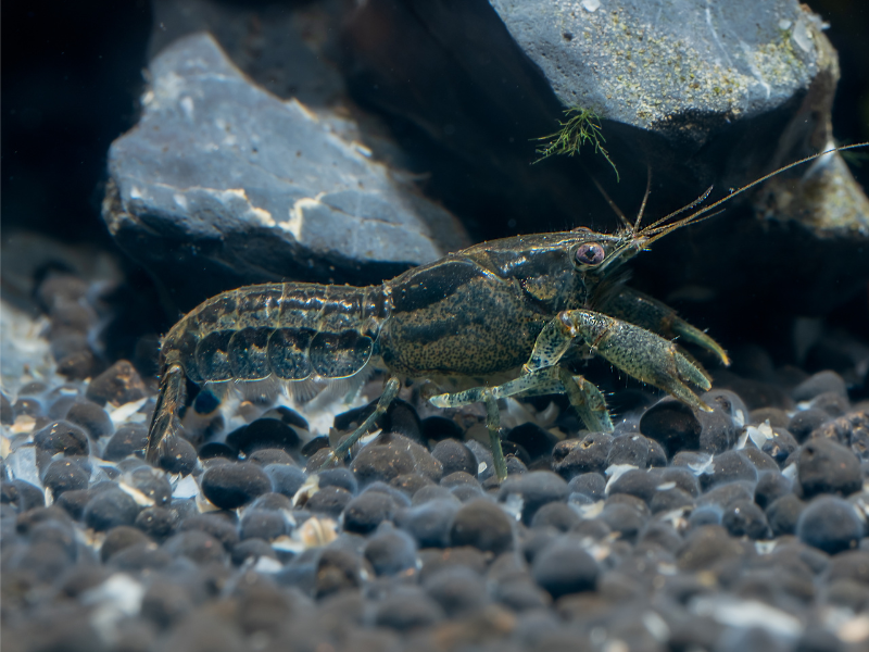 Least Crayfish