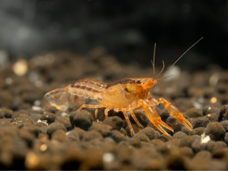 Mexican Dwarf Crayfish