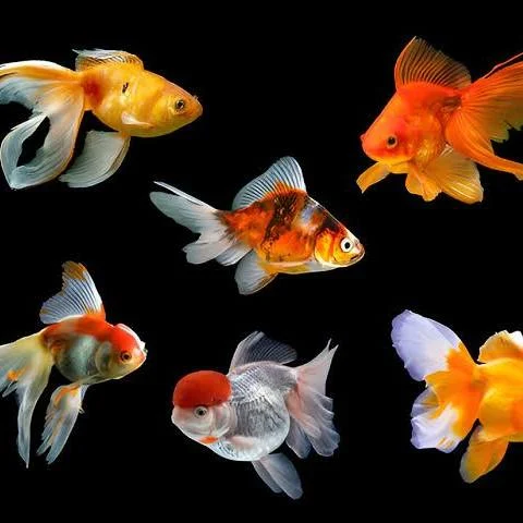 Image of Carassius auratus