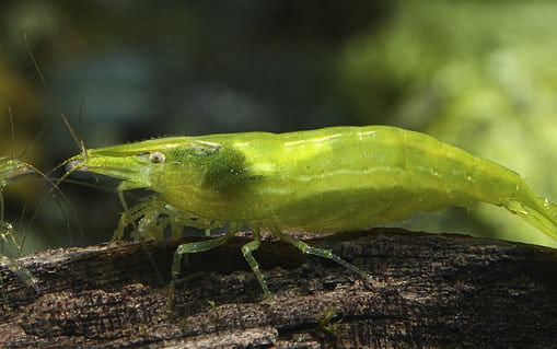 Image of Caridina babaulti