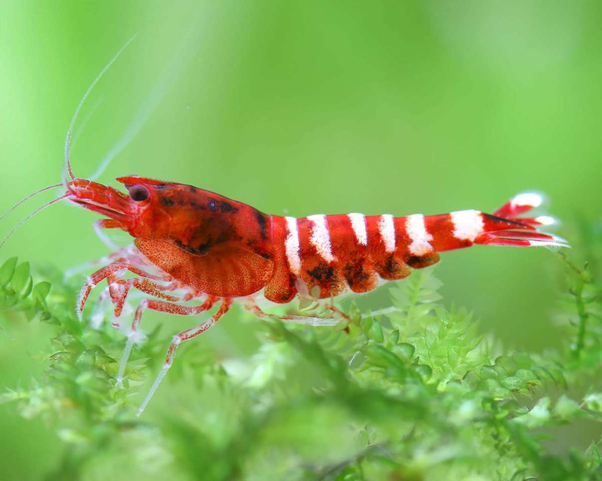 Image of Caridina cantonensis