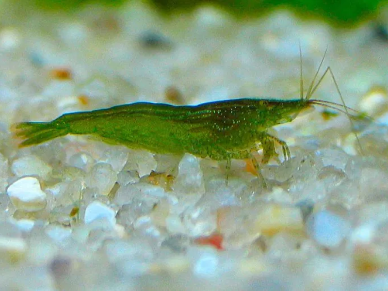 Babaulti Shrimp