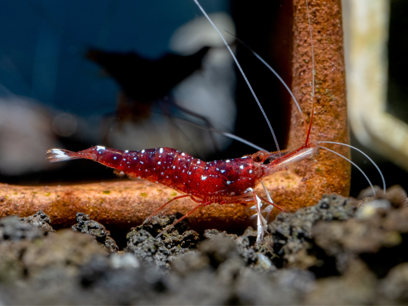 Male