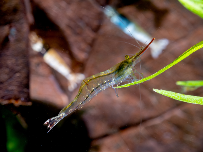 Pinocchio Shrimp