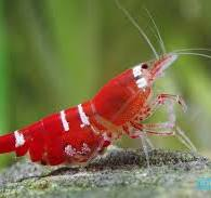 Image of Caridina logemanni