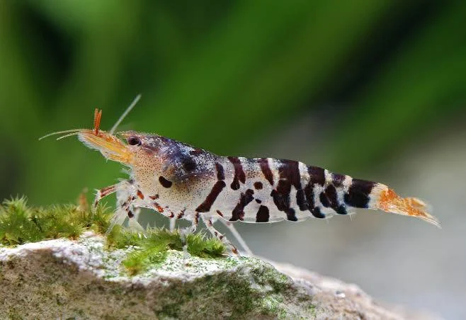 Image of Caridina mariae