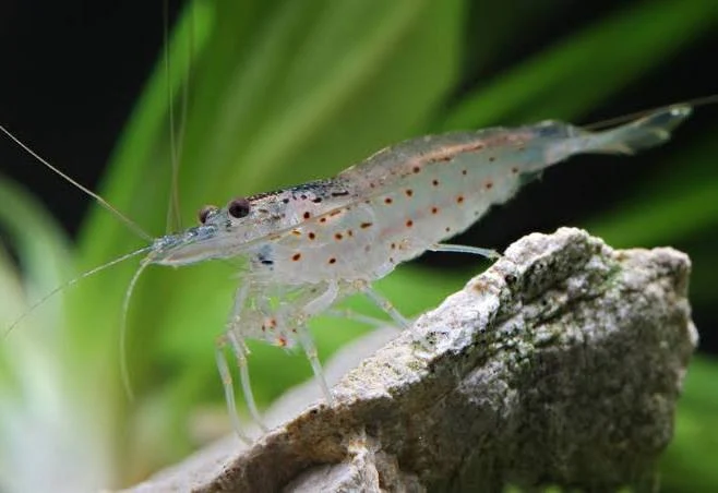 Image of Caridina multidentata