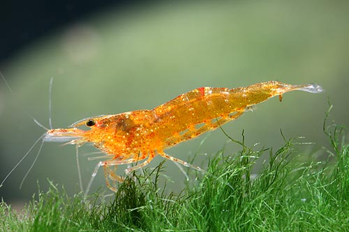 Image of Caridina propinqua
