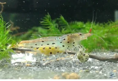 Image of Caridina rubropunctata