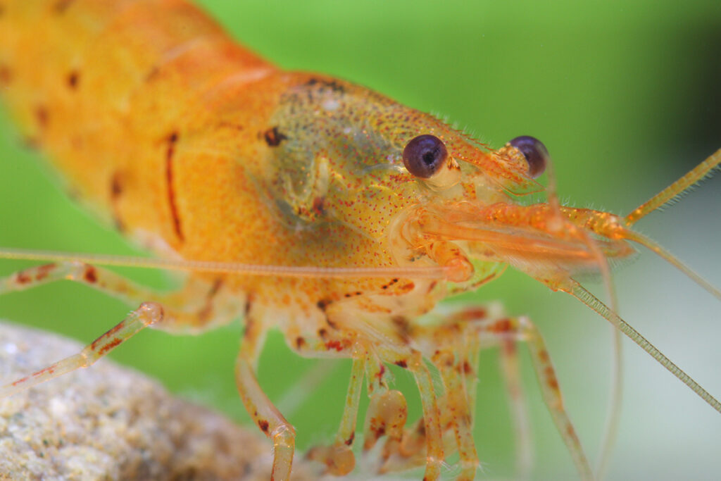 Image of Caridina serrata