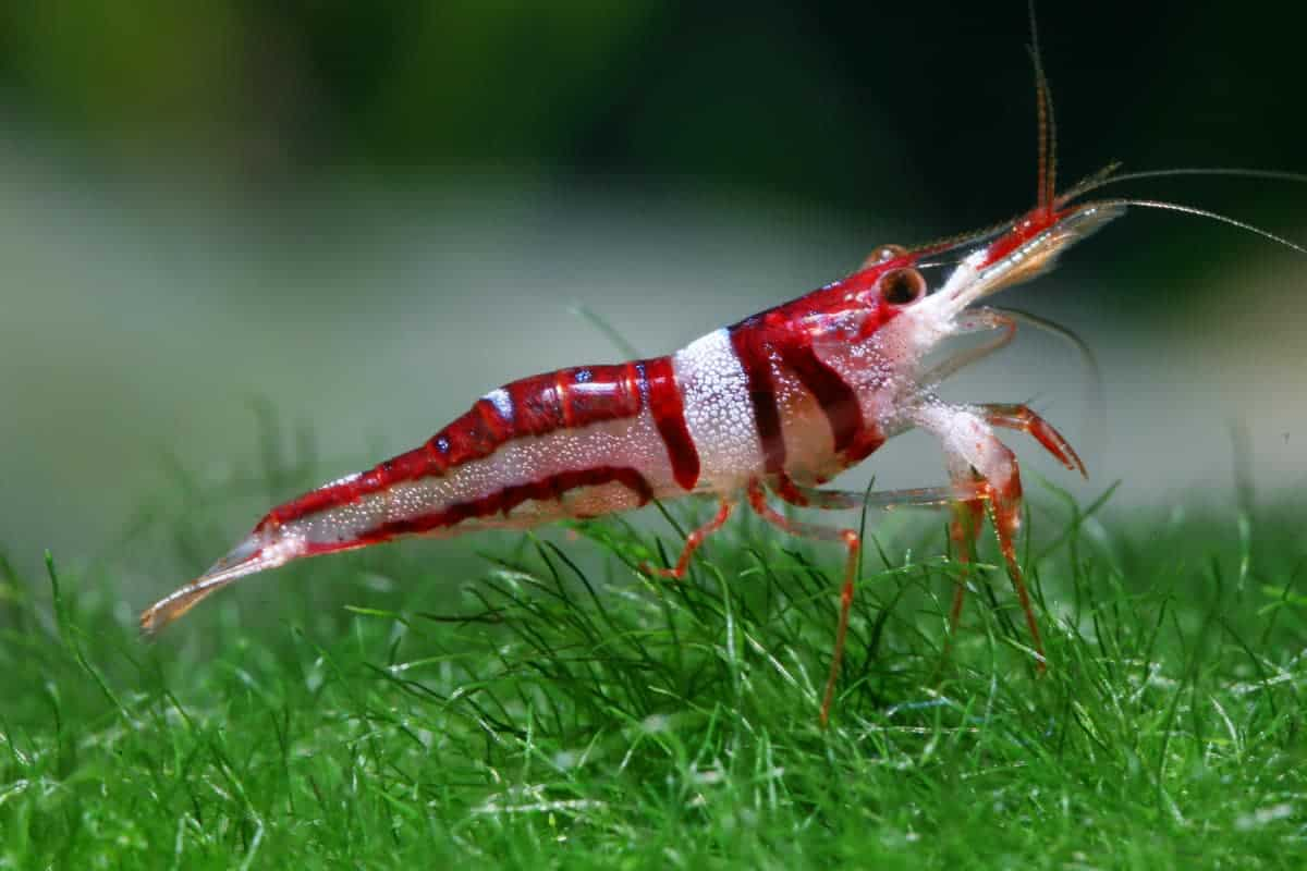 Image of Caridina spongicola Image of Caridina spongicola
