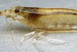 Image of Caridina typus