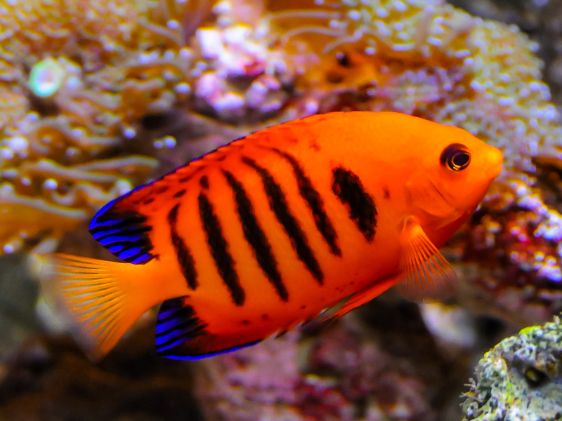 Image of Centropyge loricula