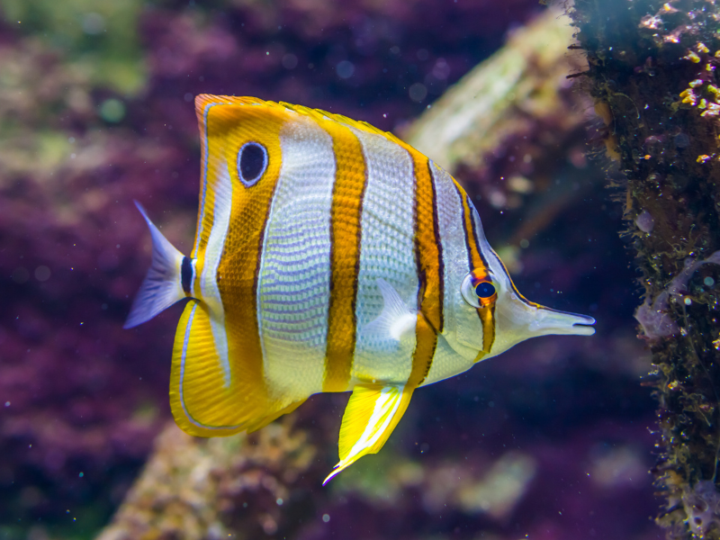 Image of Chelmon rostratus