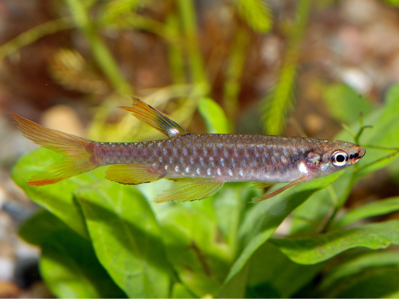 Image of Copella arnoldi