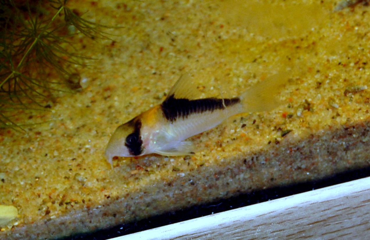 Image of Corydoras adolfoi Image of Corydoras adolfoi