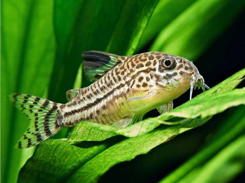 Image of Corydoras julii
