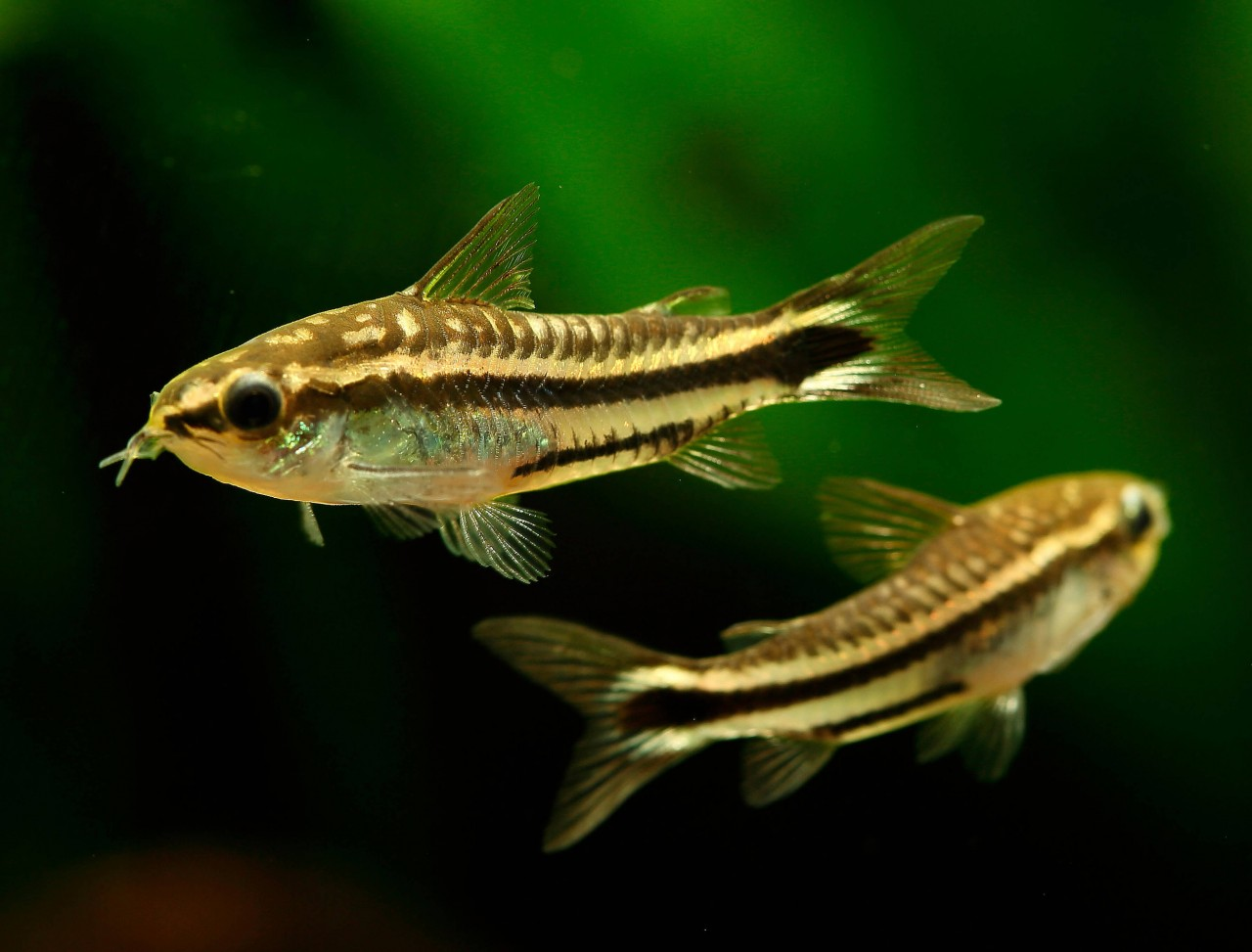 Image of Corydoras pygmaeus