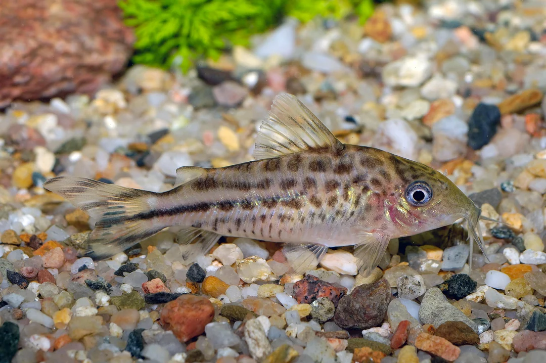 Corydoras robinae