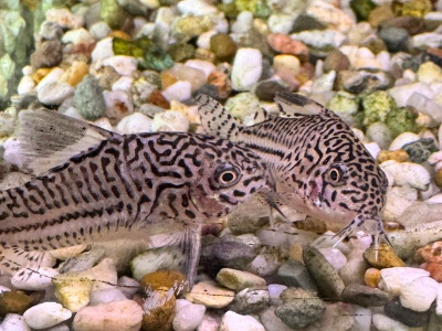Image of Corydoras trilineatus