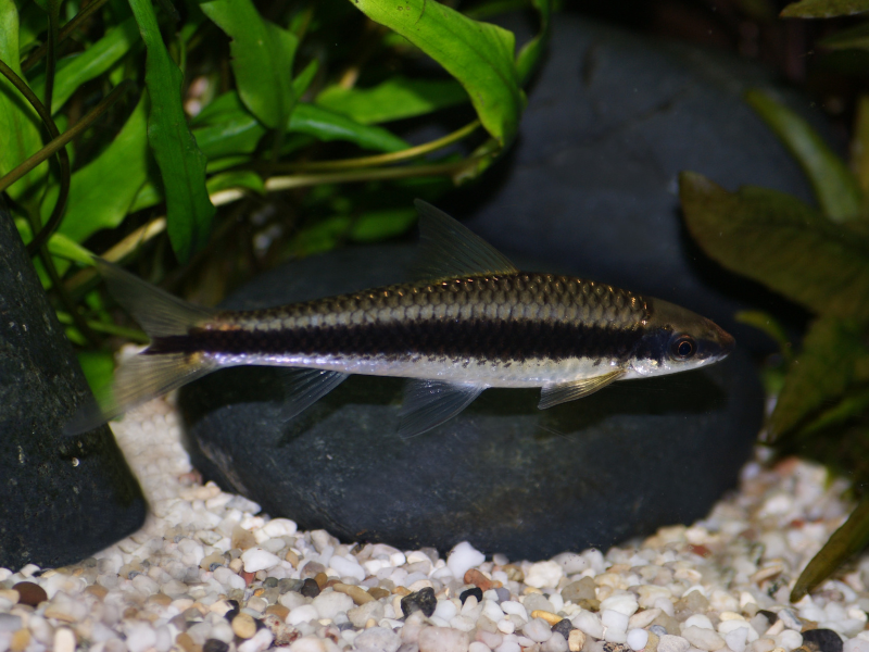 Image of Crossocheilus oblongus