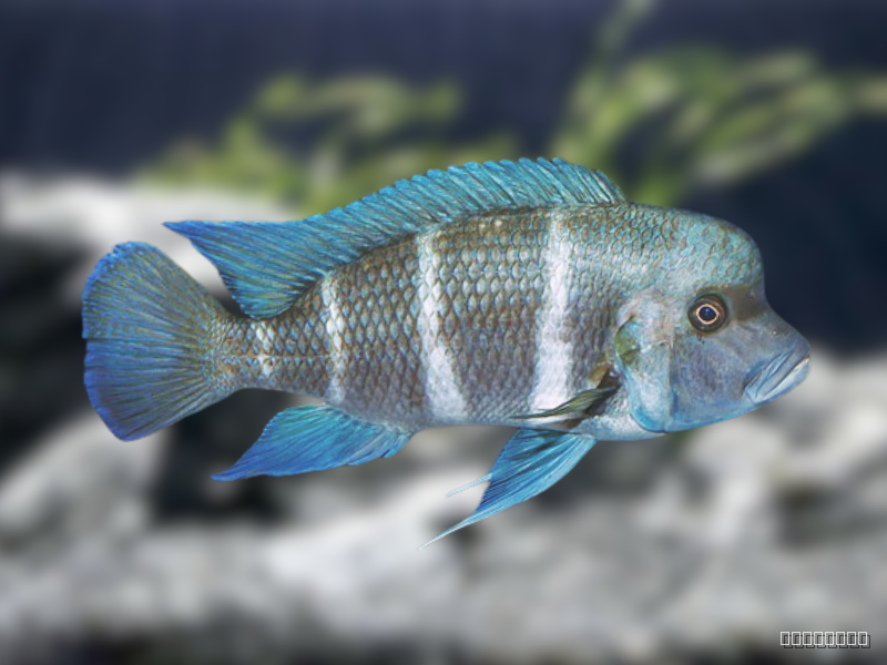 Image of Cyphotilapia frontosa Image of Cyphotilapia frontosa