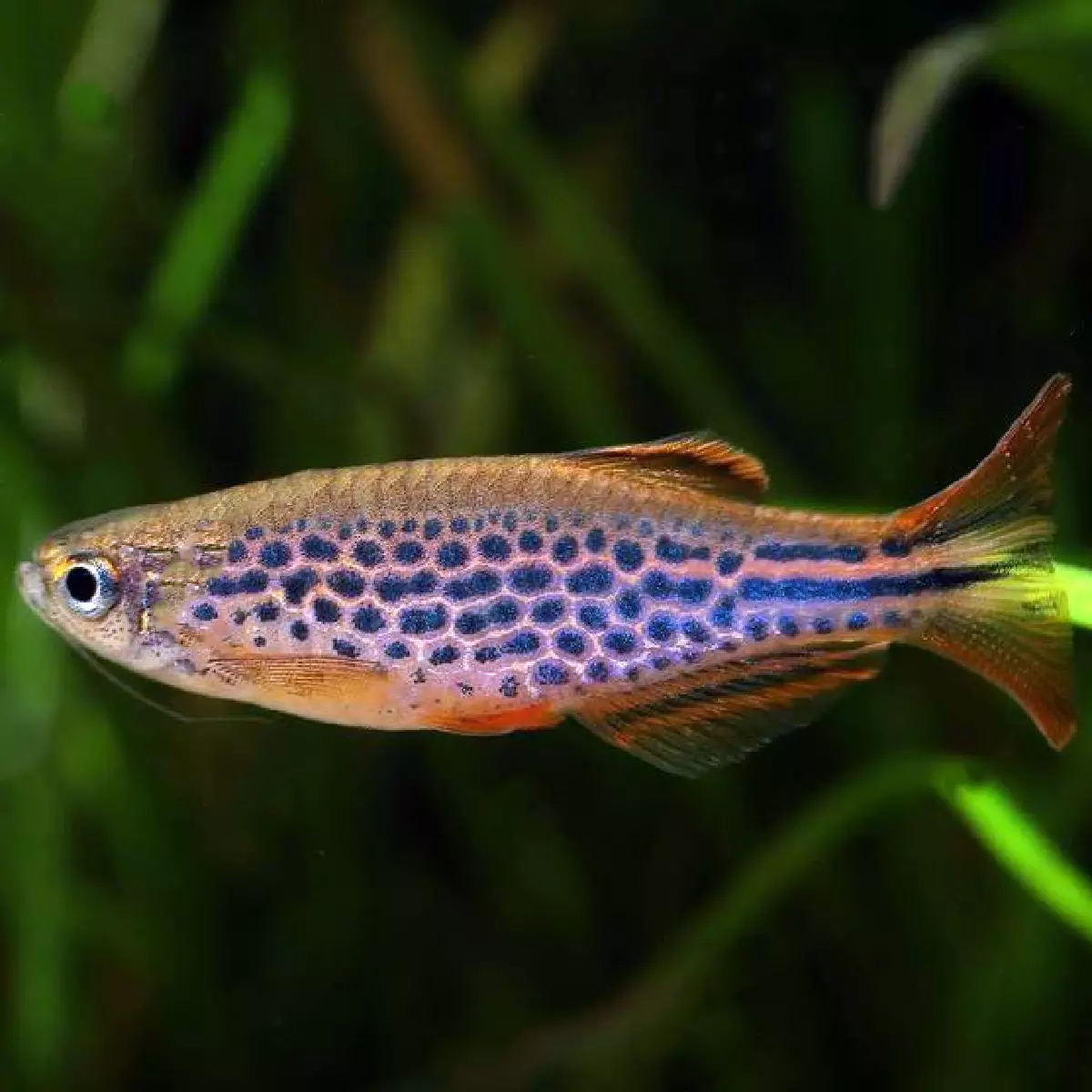Image of Danio kyathit