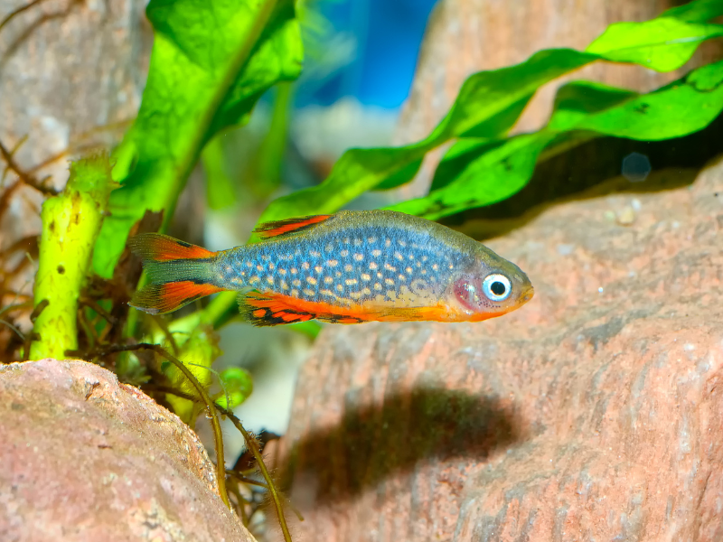 Image of Danio margaritatus Image of Danio margaritatus