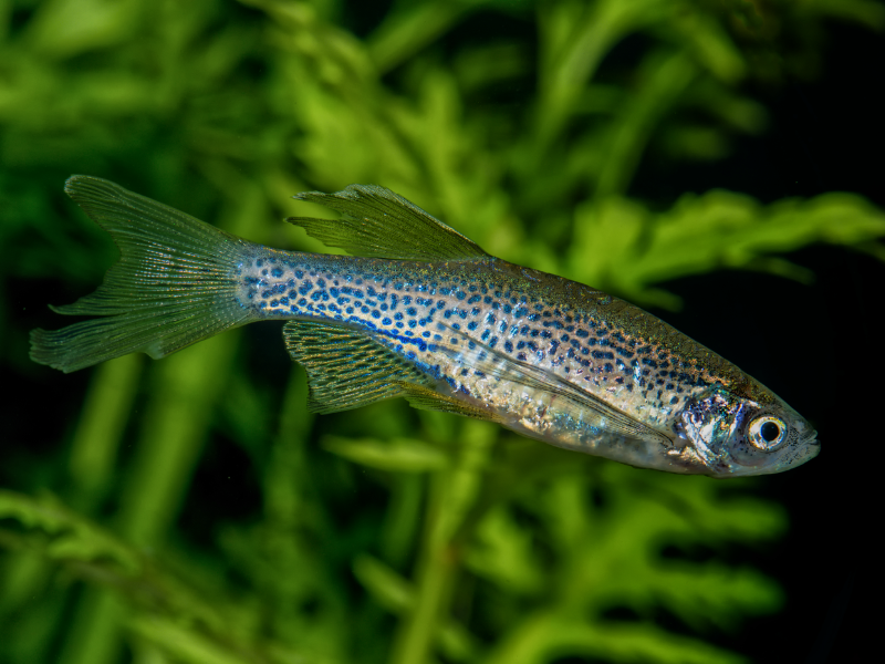 Image of Danio rerio